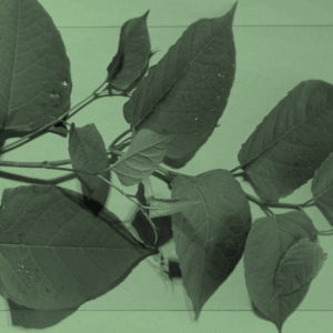 On-line Workshop: Japanese Knotweed: Non-Human Agency